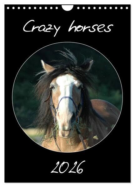 Crazy horses (Wandkalender 2026 DIN A4 hoch), CALVENDO Monatskalender: Pferde von ihrer komischen Seite (CALVENDO Tiere) Natural Sciences