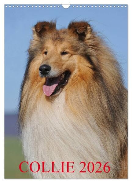 Collie 2026 (Wandkalender 2026 DIN A3 hoch), CALVENDO Monatskalender: Collies - eine der schönsten Hunderassen auf 13 wunderschönen Fotos (CALVENDO Tiere) Natural Sciences