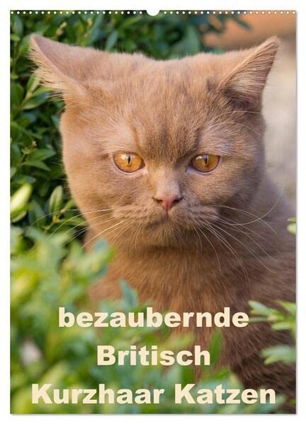 bezaubernde Britisch Kurzhaar Katzen (Wandkalender 2026 DIN A2 hoch), CALVENDO Monatskalender: Dieser Kalender zeigt Outdoor Fotos der wunderbaren Britisch Kurzhaar Katzen (CALVENDO Tiere) Pets