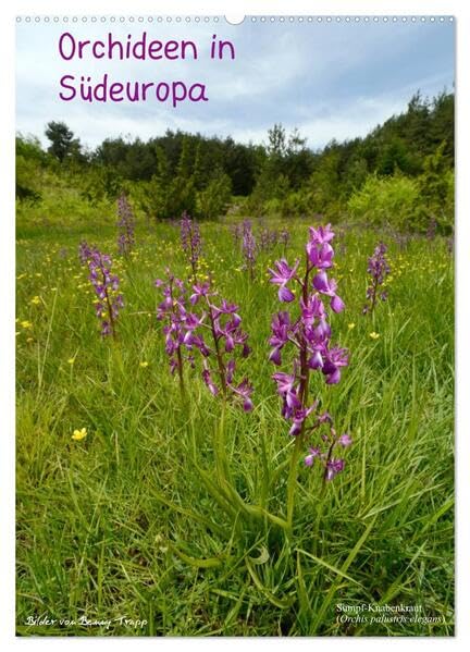 Orchideen in Südeuropa (Wandkalender 2026 DIN A2 hoch), CALVENDO Monatskalender: Orchideen in Südeuropa (CALVENDO Natur) Photography