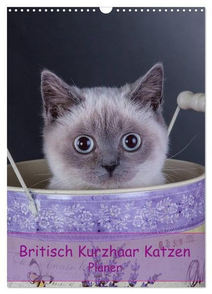Britisch Kurzhaar Katzen - Planer (Wandkalender 2026 DIN A3 hoch), CALVENDO Monatskalender: Britisch Kurzhaar Katzen Herzensbrecher auf 4 Pfoten Terminplaner (CALVENDO Tiere) Natural Sciences