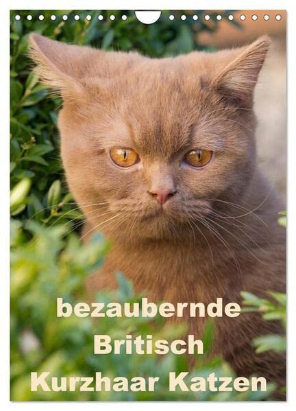 bezaubernde Britisch Kurzhaar Katzen (Wandkalender 2026 DIN A4 hoch), CALVENDO Monatskalender: Dieser Kalender zeigt Outdoor Fotos der wunderbaren Britisch Kurzhaar Katzen (CALVENDO Tiere) Pets