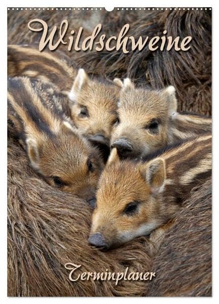 Wildschweine (Wandkalender 2026 DIN A2 hoch), CALVENDO Monatskalender: Terminplaner mit wilden Borstenviechern (CALVENDO Tiere) Natural Sciences