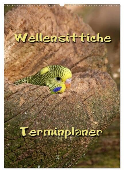 Wellensittiche Terminplaner (Wandkalender 2026 DIN A2 hoch), CALVENDO Monatskalender: Muntere und freche Vögel (CALVENDO Tiere) Natural Sciences