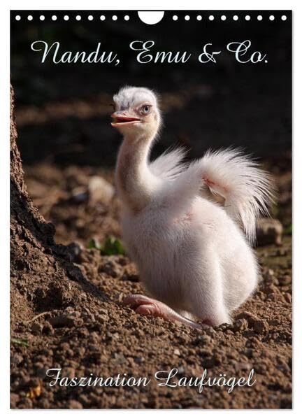 Nandu, Emu & Co. (Wandkalender 2026 DIN A4 hoch), CALVENDO Monatskalender: Faszination Laufvögel (CALVENDO Tiere) Natural Sciences