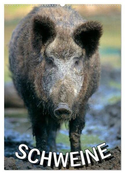 Schweine 2026 (Wandkalender 2026 DIN A2 hoch), CALVENDO Monatskalender: Monatsplaner 14 Seiten (CALVENDO Tiere) Natural Sciences