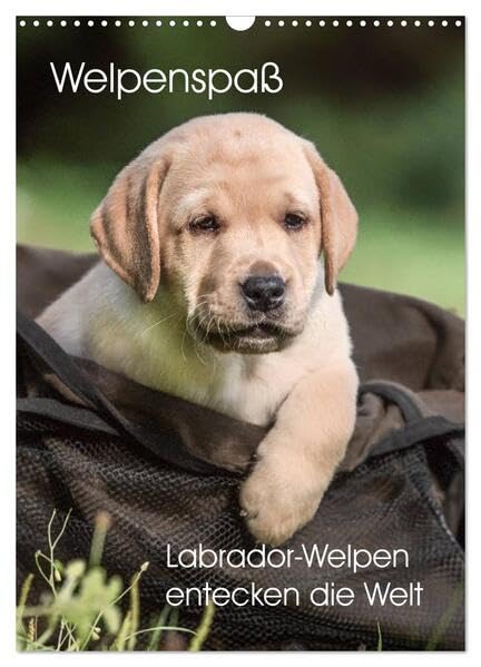Welpenspaß - Labrador Welpen entdecken die Welt (Wandkalender 2026 DIN A3 hoch), CALVENDO Monatskalender: Planer mit niedlichen, agilen Labradorwelpen (CALVENDO Tiere) Living & Furnishing