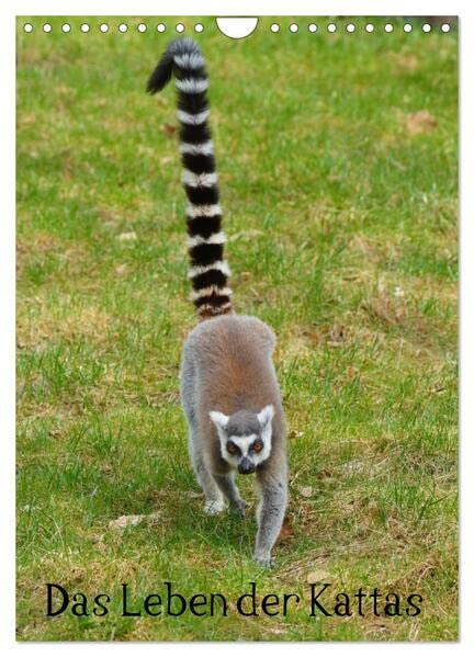 Das Leben der Kattas (Wandkalender 2026 DIN A4 hoch), CALVENDO Monatskalender: Lemuren aus Madagaskar (CALVENDO Tiere) Living & Furnishing
