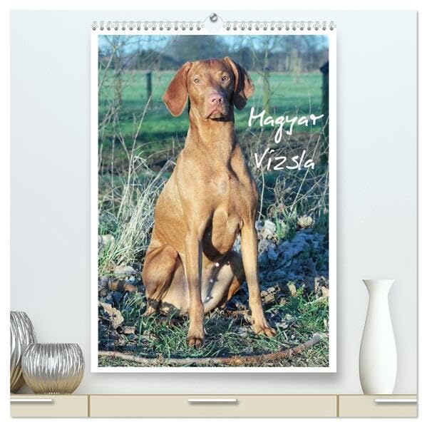 Magyar Vizsla (hochwertiger Premium Wandkalender 2026 DIN A2 hoch), Kunstdruck in Hochglanz: Familienplaner mit Fotos des Magyar Vizsla (CALVENDO Tiere) Living & Furnishing