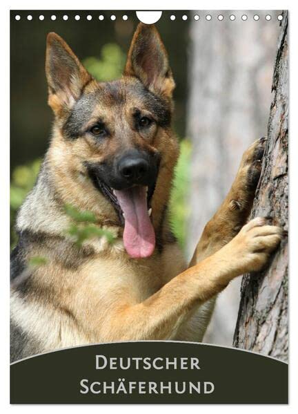 Deutscher Schäferhund (Wandkalender 2026 DIN A4 hoch), CALVENDO Monatskalender: Monatskalender mit wunderschönen Farbfotos des Deutschen Schäferhundes (CALVENDO Tiere) Pets