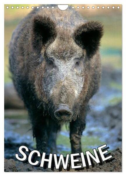 Schweine 2026 (Wandkalender 2026 DIN A4 hoch), CALVENDO Monatskalender: Monatsplaner 14 Seiten (CALVENDO Tiere) Natural Sciences