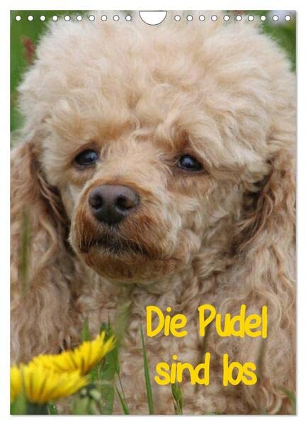 Die Pudel sind los (Wandkalender 2026 DIN A4 hoch), CALVENDO Monatskalender: Pudel in allen Lebenslagen (CALVENDO Tiere) Natural Sciences