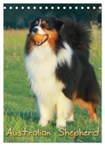 Australian Shepherd (Tischkalender 2026 DIN A5 hoch), CALVENDO Monatskalender: Schöne Aufnahmen aus dem Leben von Australian Shepherd (CALVENDO Tiere) Living & Furnishing