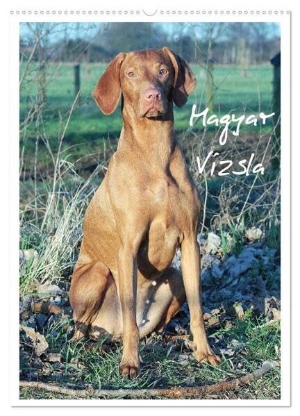Magyar Vizsla (Wandkalender 2026 DIN A2 hoch), CALVENDO Monatskalender: Familienplaner mit Fotos des Magyar Vizsla (CALVENDO Tiere) Living & Furnishing
