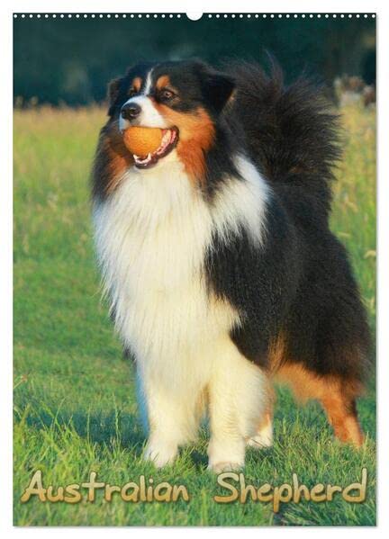 Australian Shepherd (Wandkalender 2026 DIN A2 hoch), CALVENDO Monatskalender: Schöne Aufnahmen aus dem Leben von Australian Shepherd (CALVENDO Tiere) Living & Furnishing