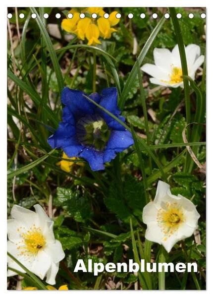 Alpenblumen (Tischkalender 2026 DIN A5 hoch), CALVENDO Monatskalender: Dieser Kalender zeigt die bunte Vielfalt der Alpenflora. (CALVENDO Natur) Social Sciences