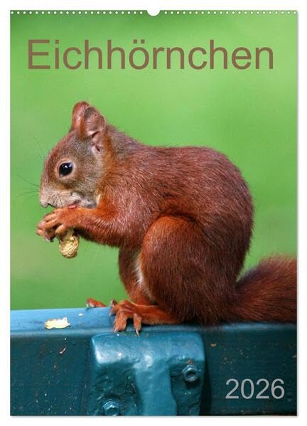 Eichhörnchen (Wandkalender 2026 DIN A2 hoch), CALVENDO Monatskalender: Nussknacker (CALVENDO Tiere) Living & Furnishing