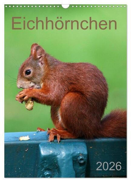 Eichhörnchen (Wandkalender 2026 DIN A3 hoch), CALVENDO Monatskalender: Nussknacker (CALVENDO Tiere) Living & Furnishing