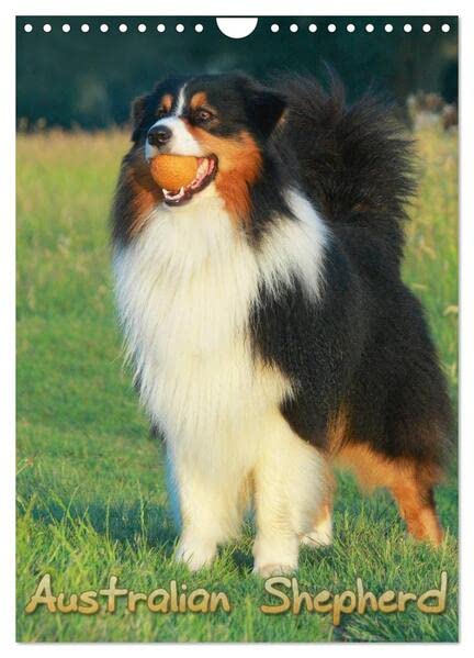 Australian Shepherd (Wandkalender 2026 DIN A4 hoch), CALVENDO Monatskalender: Schöne Aufnahmen aus dem Leben von Australian Shepherd (CALVENDO Tiere) Living & Furnishing