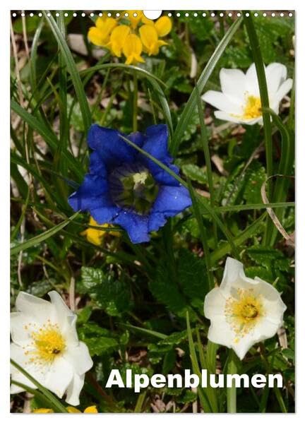 Alpenblumen (Wandkalender 2026 DIN A3 hoch), CALVENDO Monatskalender: Dieser Kalender zeigt die bunte Vielfalt der Alpenflora. (CALVENDO Natur) Social Sciences