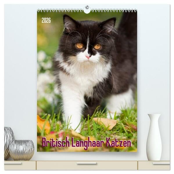 Britisch Langhaar Katzen (hochwertiger Premium Wandkalender 2026 DIN A2 hoch), Kunstdruck in Hochglanz: Britisch Langhaar Katzen (CALVENDO Tiere) Natural Sciences