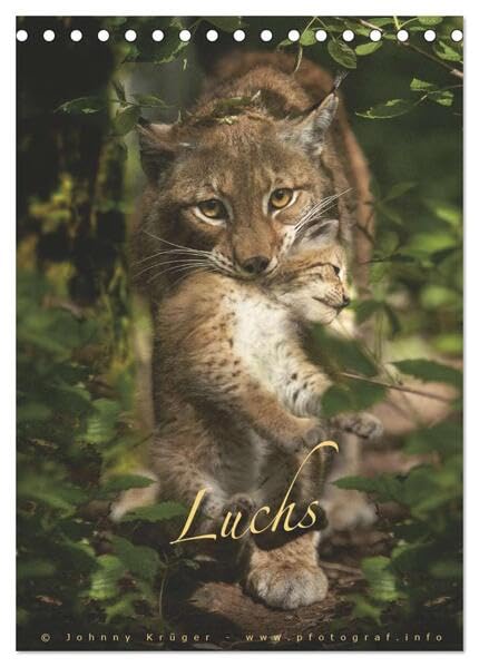 Luchs (Tischkalender 2026 DIN A5 hoch), CALVENDO Monatskalender: Portraitaufnahmen von Eurasischen Luchsen (Lynx Lynx) (CALVENDO Tiere) Natural Sciences