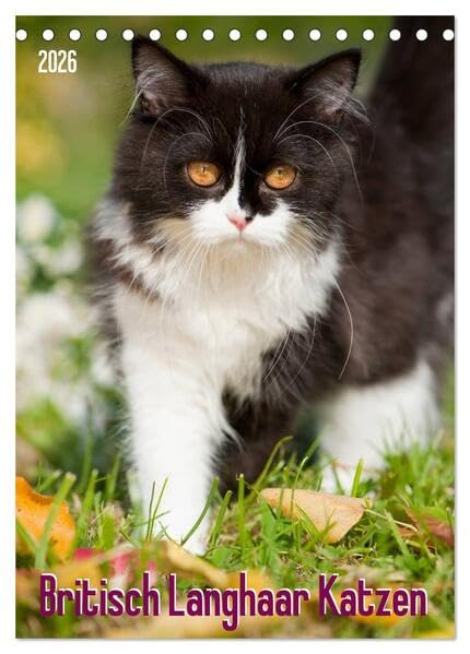 Britisch Langhaar Katzen (Tischkalender 2026 DIN A5 hoch), CALVENDO Monatskalender: Britisch Langhaar Katzen (CALVENDO Tiere) Natural Sciences