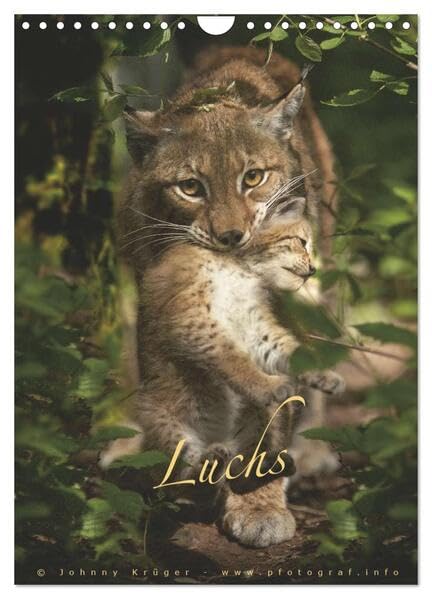 Luchs (Wandkalender 2026 DIN A4 hoch), CALVENDO Monatskalender: Portraitaufnahmen von Eurasischen Luchsen (Lynx Lynx) (CALVENDO Tiere) Natural Sciences