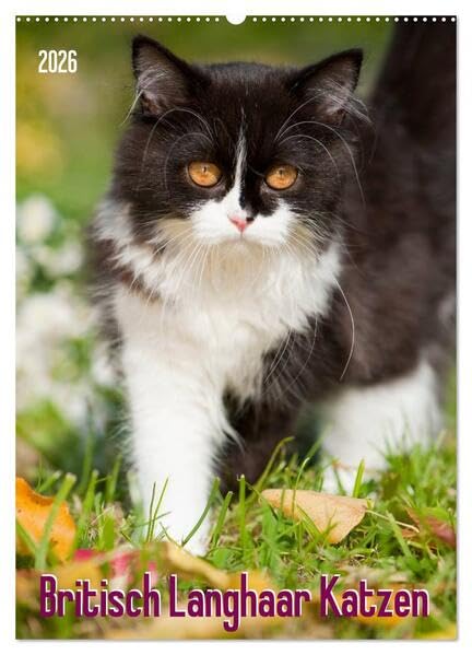 Britisch Langhaar Katzen (Wandkalender 2026 DIN A2 hoch), CALVENDO Monatskalender: Britisch Langhaar Katzen (CALVENDO Tiere) Natural Sciences