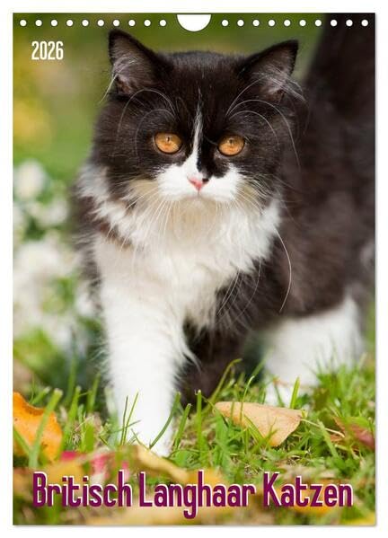 Britisch Langhaar Katzen (Wandkalender 2026 DIN A4 hoch), CALVENDO Monatskalender: Britisch Langhaar Katzen (CALVENDO Tiere) Natural Sciences