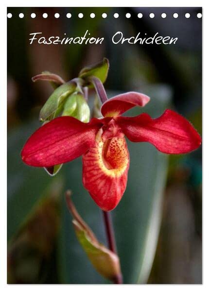 Faszination Orchideen (Tischkalender 2026 DIN A5 hoch), CALVENDO Monatskalender: Der Kalender für den Orchideen-Liebhaber (CALVENDO Natur) Leisure, Home & Garden