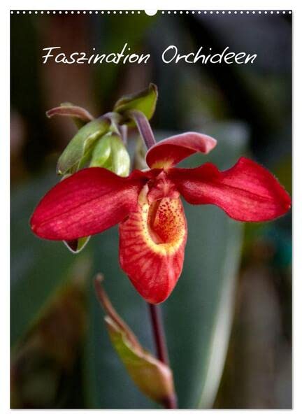 Faszination Orchideen (Wandkalender 2026 DIN A2 hoch), CALVENDO Monatskalender: Der Kalender für den Orchideen-Liebhaber (CALVENDO Natur) Leisure, Home & Garden