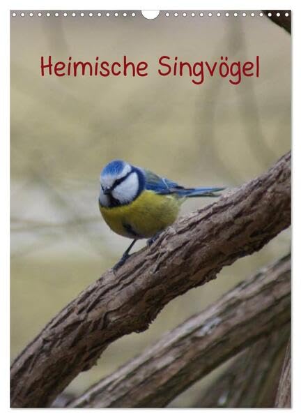 Heimische Singvögel (Wandkalender 2026 DIN A3 hoch), CALVENDO Monatskalender: Bunte Vogelwelt der Gattung Passeri in der Natur und in Parkanlagen (CALVENDO Tiere) Living & Furnishing
