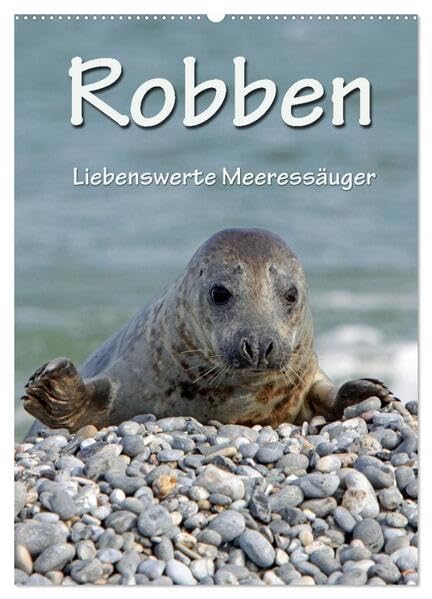 Robben (Wandkalender 2026 DIN A2 hoch), CALVENDO Monatskalender: Liebenswerte Meeressäuger (CALVENDO Glaube) Natural Sciences