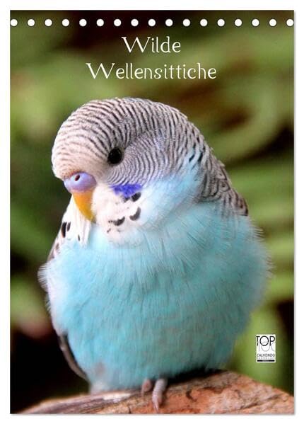 Wilde Wellensittiche (Tischkalender 2026 DIN A5 hoch), CALVENDO Monatskalender: Wunderschöner Wellensittichkalender mit atemberaubend schönen und ... dieser wundervollen Vögel. (CALVENDO Tiere) Leisure, Home & Garden