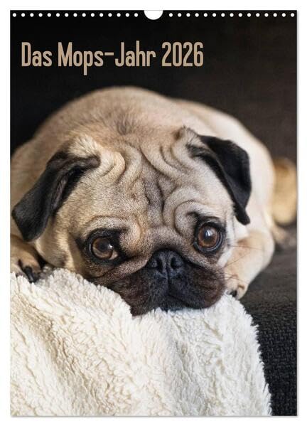 Das Mops-Jahr 2026 (Wandkalender 2026 DIN A3 hoch), CALVENDO Monatskalender: Die Mops-Hündin "Hilde" ist die ständige, vierbeinige Begleitung von Fotojournalistin Beate Zoellner (CALVENDO Tiere) Natural Sciences