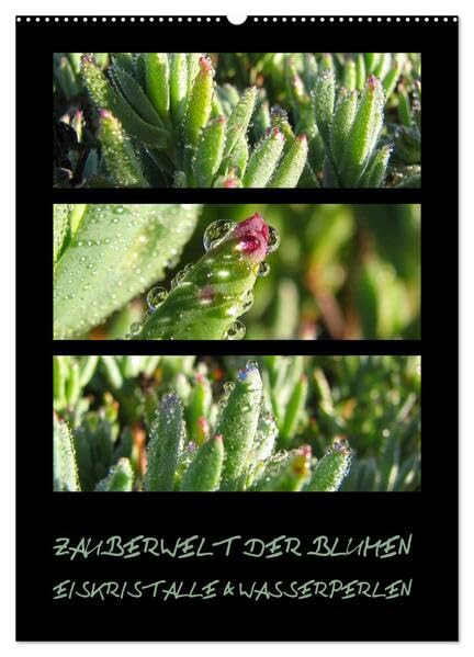 ZAUBERWELT DER BLUMEN - EISKRISTALLE & WASSERPERLEN (Wandkalender 2026 DIN A2 hoch), CALVENDO Monatskalender: Makroaufnahmen exotischer Pflanzen mit Eiskristallen und Wasserperlen (CALVENDO Natur) Photography