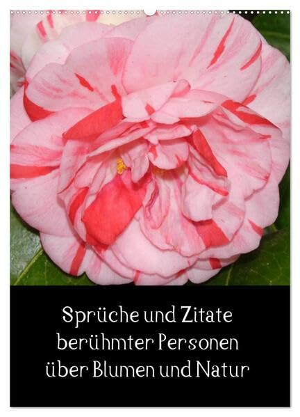 Sprüche und Zitate berühmter Personen über Blumen und Natur (Wandkalender 2026 DIN A2 hoch), CALVENDO Monatskalender: Wandkalender mit Kamelienbildern ... Spruch unter jedem Bild (CALVENDO Natur) Photography