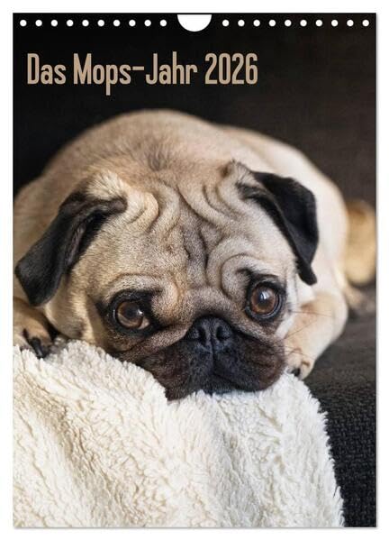 Das Mops-Jahr 2026 (Wandkalender 2026 DIN A4 hoch), CALVENDO Monatskalender: Die Mops-Hündin "Hilde" ist die ständige, vierbeinige Begleitung von Fotojournalistin Beate Zoellner (CALVENDO Tiere) Natural Sciences