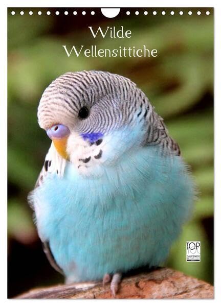 Wilde Wellensittiche (Wandkalender 2026 DIN A4 hoch), CALVENDO Monatskalender: Wunderschöner Wellensittichkalender mit atemberaubend schönen und ... dieser wundervollen Vögel. (CALVENDO Tiere) Leisure, Home & Garden