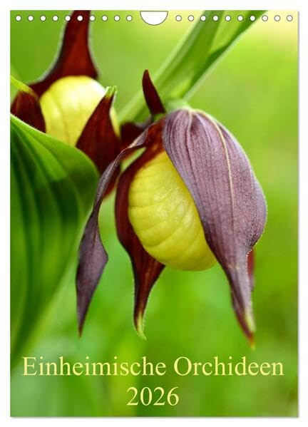 Einheimische Orchideen (Wandkalender 2026 DIN A4 hoch), CALVENDO Monatskalender: Die schönsten einheimischen Orchideen in Deutschland (CALVENDO Natur) Leisure, Home & Garden