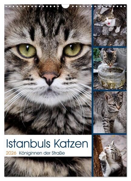 Istanbuls Katzen (Wandkalender 2026 DIN A3 hoch), CALVENDO Monatskalender: Katzenportraits aufgenommen in Istanbul. (CALVENDO Tiere) Natural Sciences
