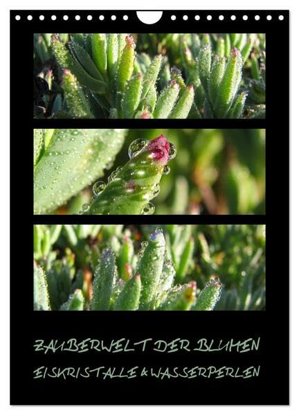 ZAUBERWELT DER BLUMEN - EISKRISTALLE & WASSERPERLEN (Wandkalender 2026 DIN A4 hoch), CALVENDO Monatskalender: Makroaufnahmen exotischer Pflanzen mit Eiskristallen und Wasserperlen (CALVENDO Natur) Photography