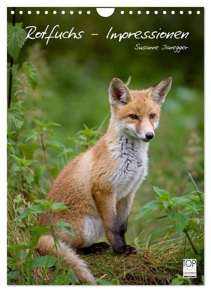Rotfuchs - Impressionen (Wandkalender 2026 DIN A4 hoch), CALVENDO Monatskalender: Bilder aus dem Leben der Füchse. (CALVENDO Tiere) Film, Art & Culture