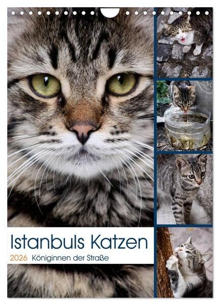 Istanbuls Katzen (Wandkalender 2026 DIN A4 hoch), CALVENDO Monatskalender: Katzenportraits aufgenommen in Istanbul. (CALVENDO Tiere) Natural Sciences