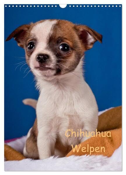 Chihuahua Welpen (Wandkalender 2026 DIN A3 hoch), CALVENDO Monatskalender: kleine Schönheiten (CALVENDO Tiere) Natural Sciences