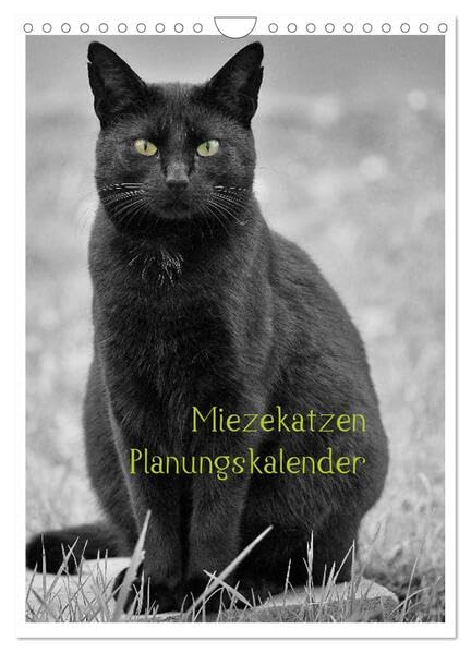 Miezekatzen Planungskalender (Wandkalender 2026 DIN A4 hoch), CALVENDO Monatskalender: liebenwerte Hauskatzen als Fotomodels (CALVENDO Tiere) Social Sciences