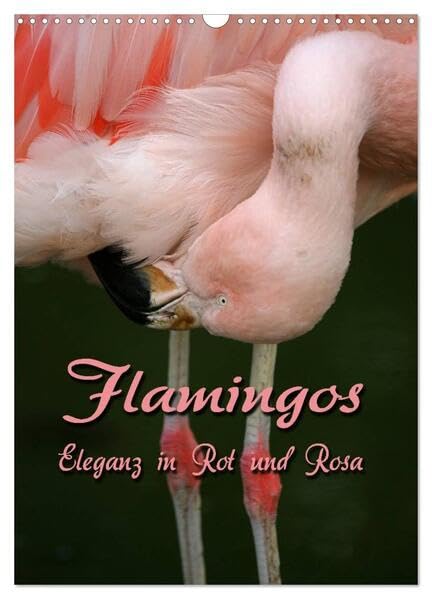 Flamingos - Eleganz in Rot und Rosa (Wandkalender 2026 DIN A3 hoch), CALVENDO Monatskalender: Auf Augenhöhe mit Flamingos (CALVENDO Tiere) Natural Sciences