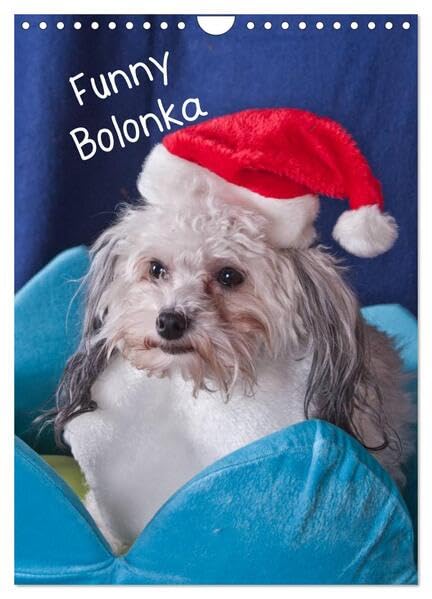 Funny Bolonka (Wandkalender 2026 DIN A4 hoch), CALVENDO Monatskalender: Lustige kleine Hunde (CALVENDO Tiere) Natural Sciences
