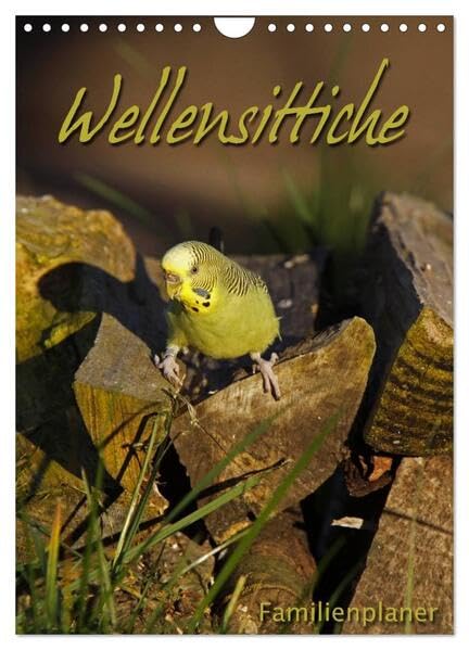 Wellensittiche (Wandkalender 2026 DIN A4 hoch), CALVENDO Monatskalender: Familienplaner (CALVENDO Tiere) Natural Sciences